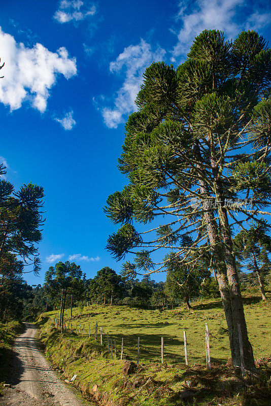 Urubici, Santa Catarina，巴西- araucarias，田野和山脉